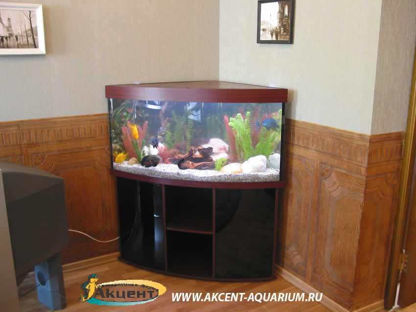 Акцент-аквариум,аквариум 270 литров угловой